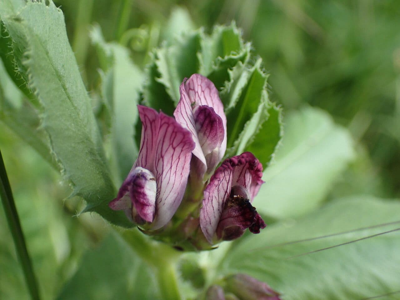 Vicia serratifolia