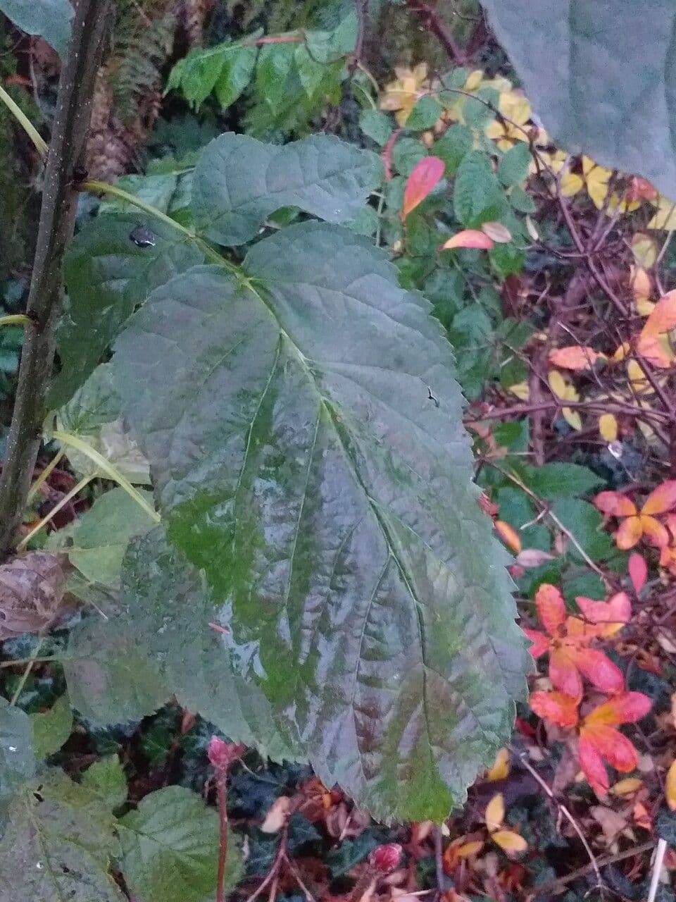 Ehretia latifolia