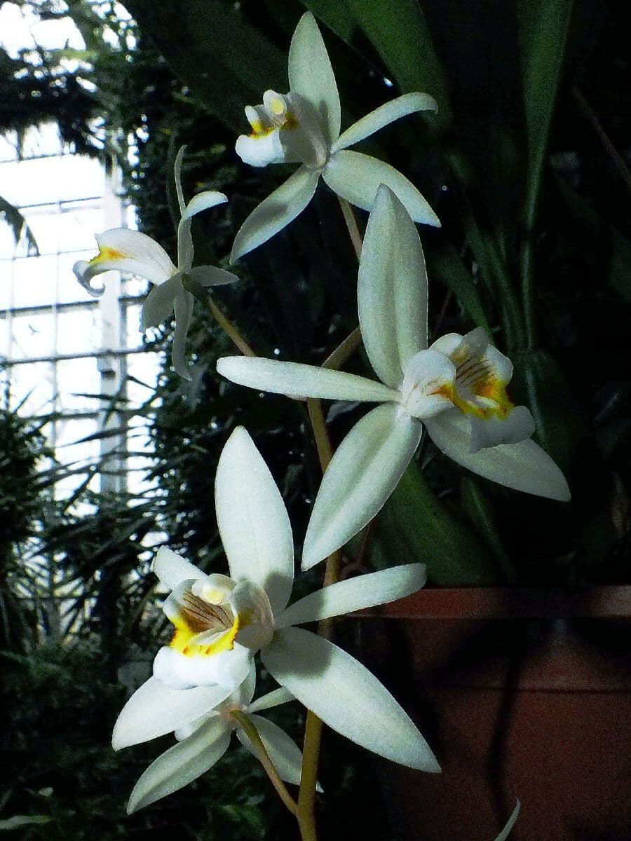 Coelogyne flaccida