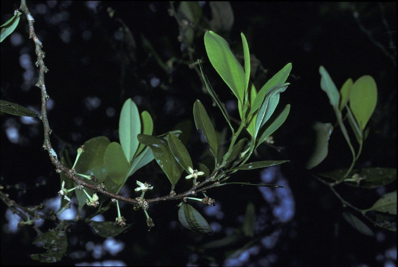 Erythroxylum coca