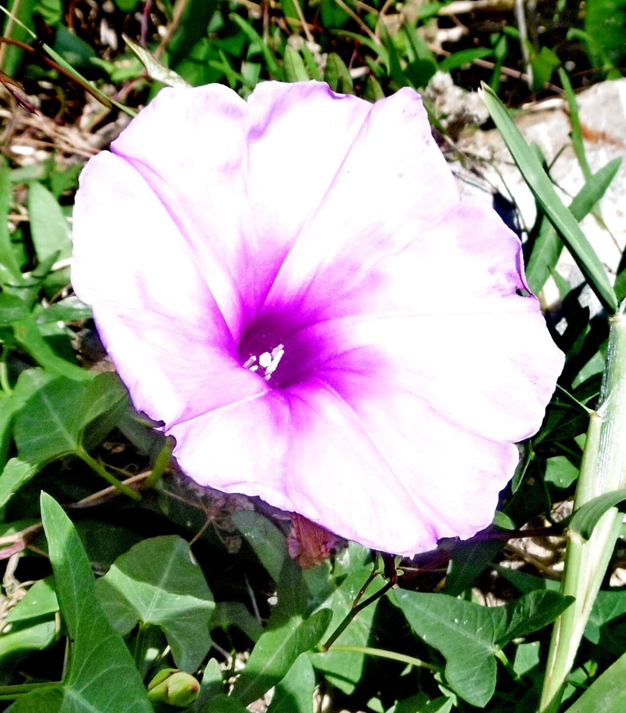 Ipomoea aquatica