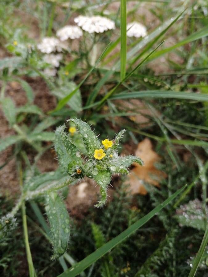 Amsinckia menziesii