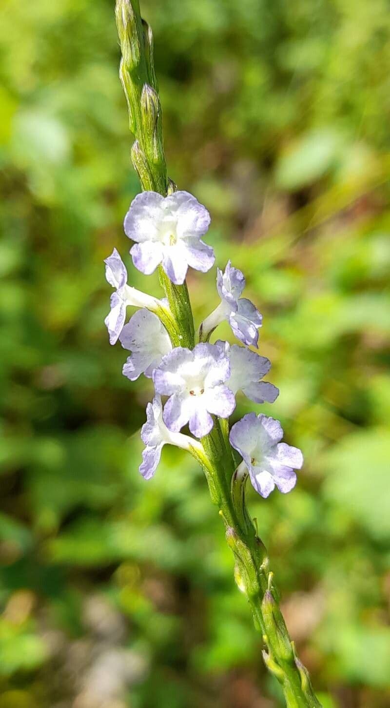 Stachytarpheta cayennensis