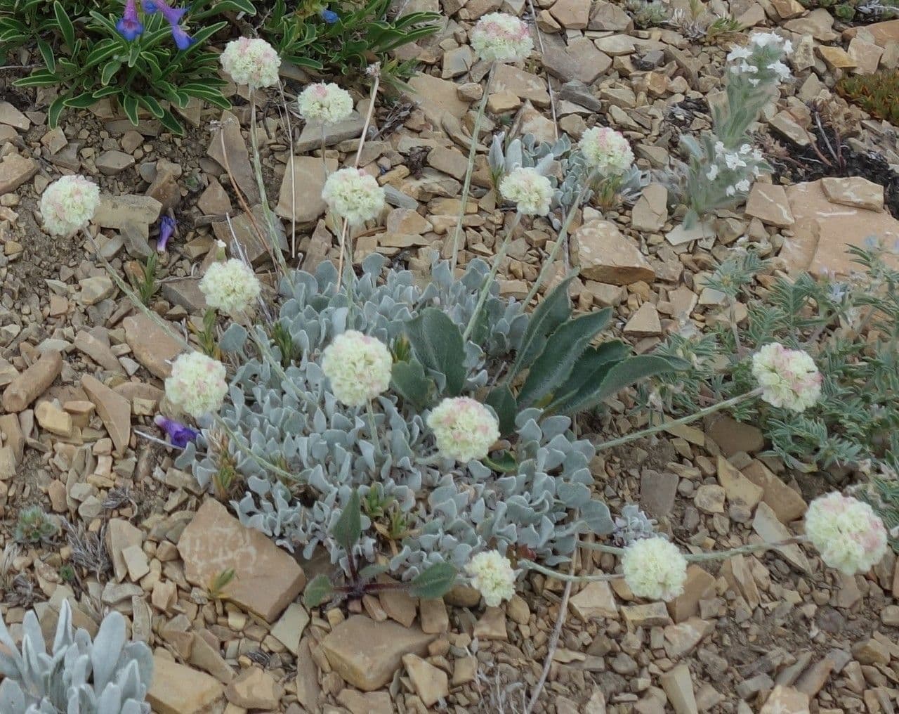 Eriogonum ovalifolium