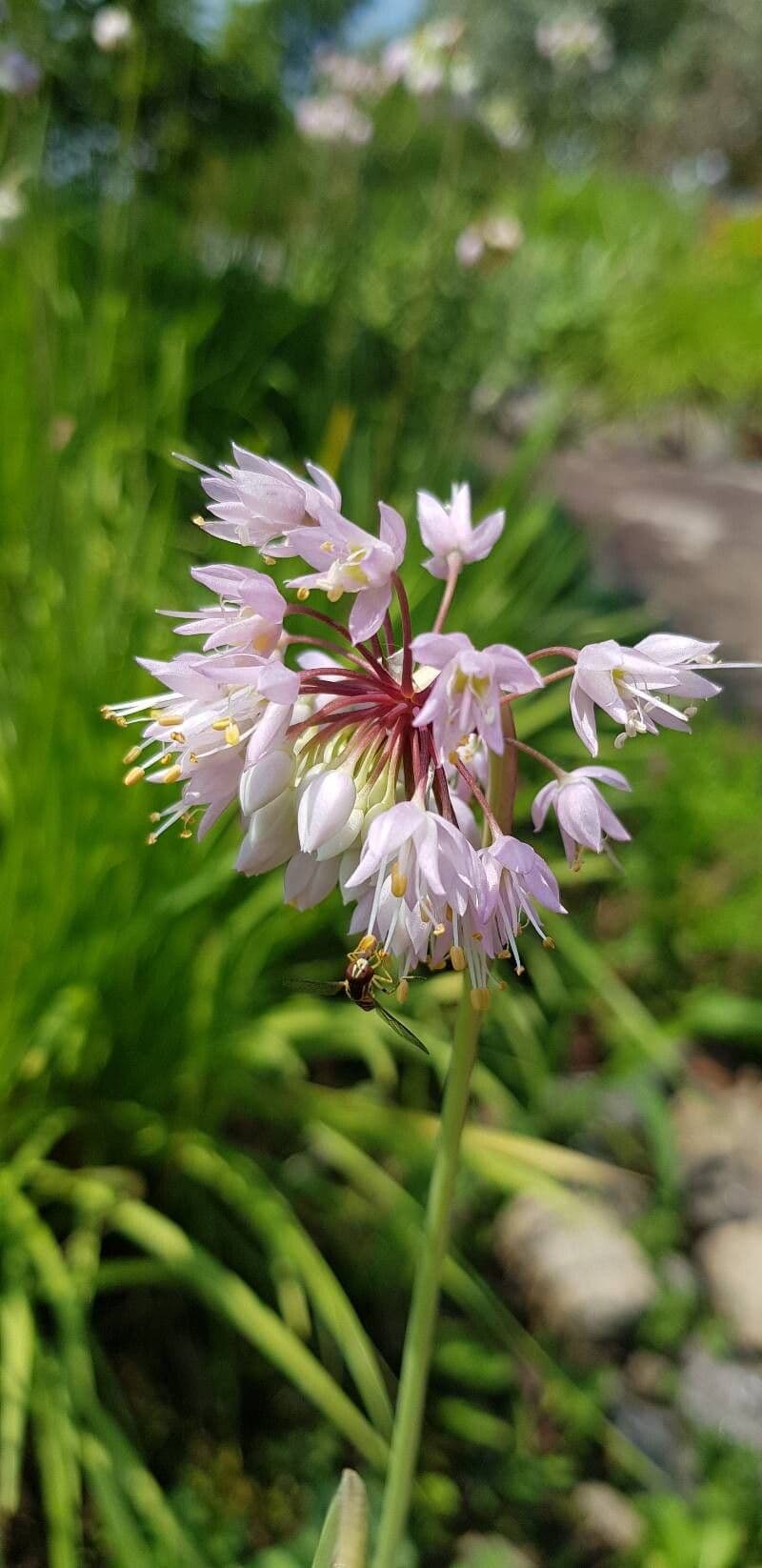 Allium cernuum