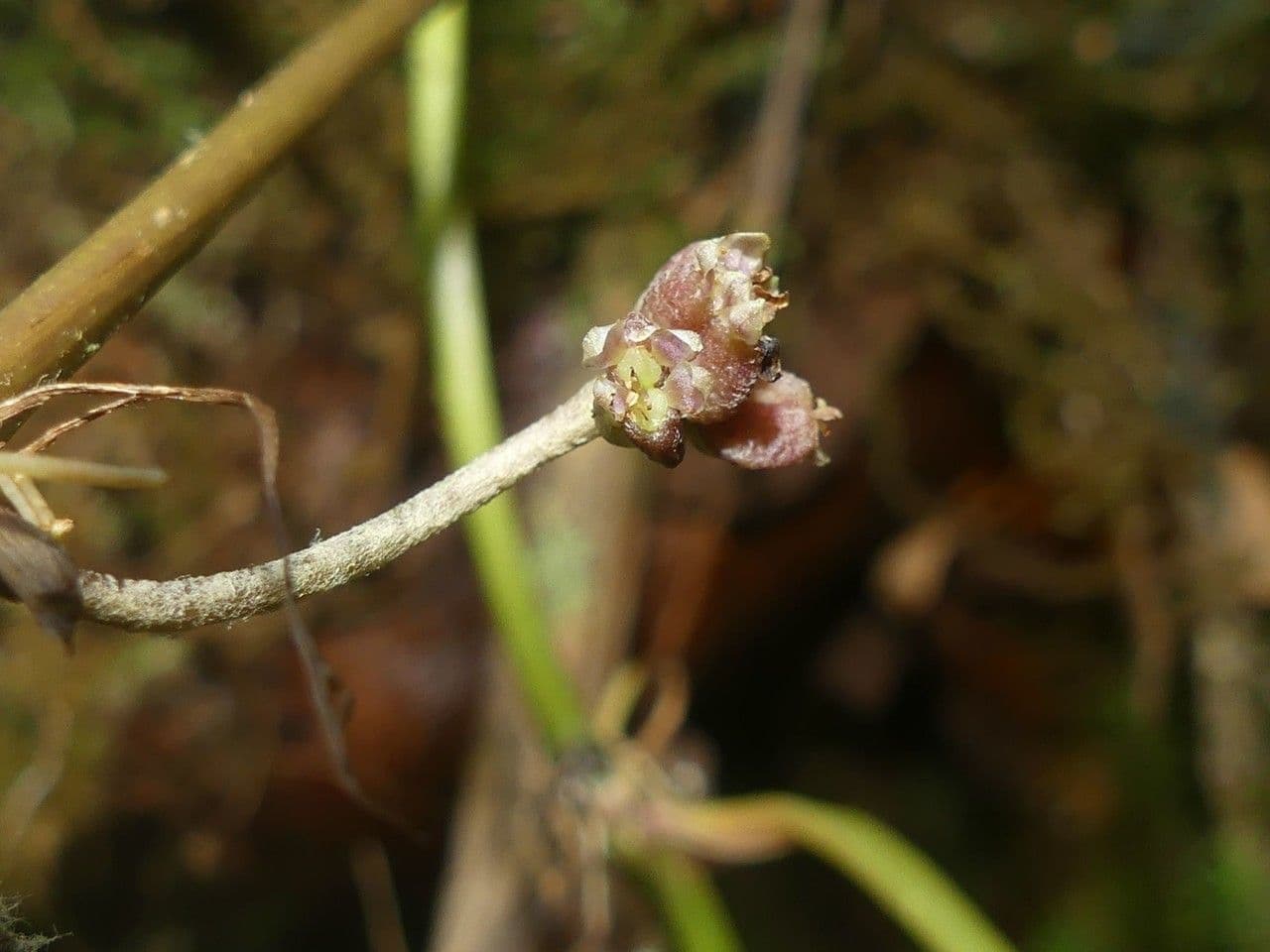 Centella asiatica