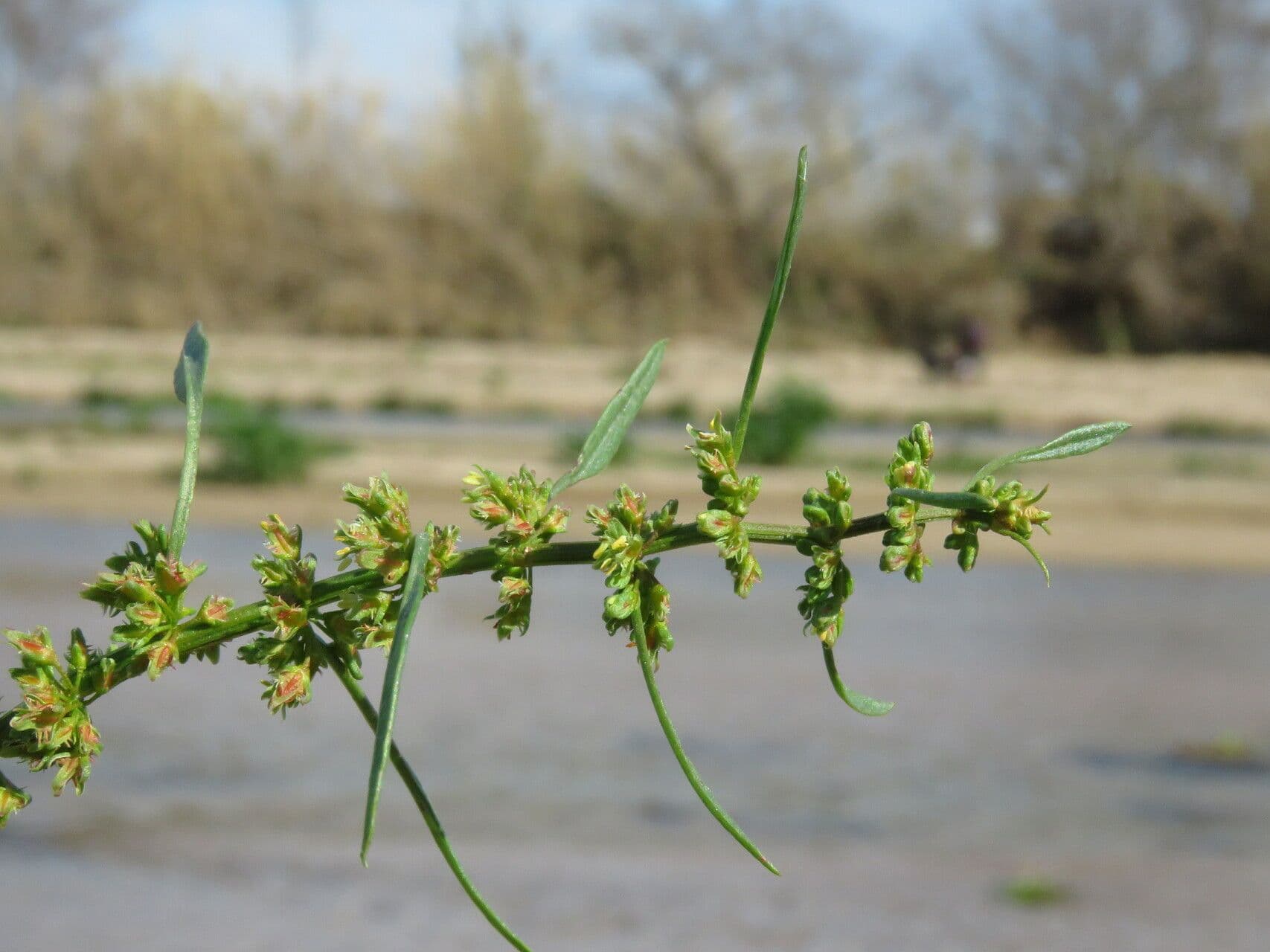 Rumex palustris