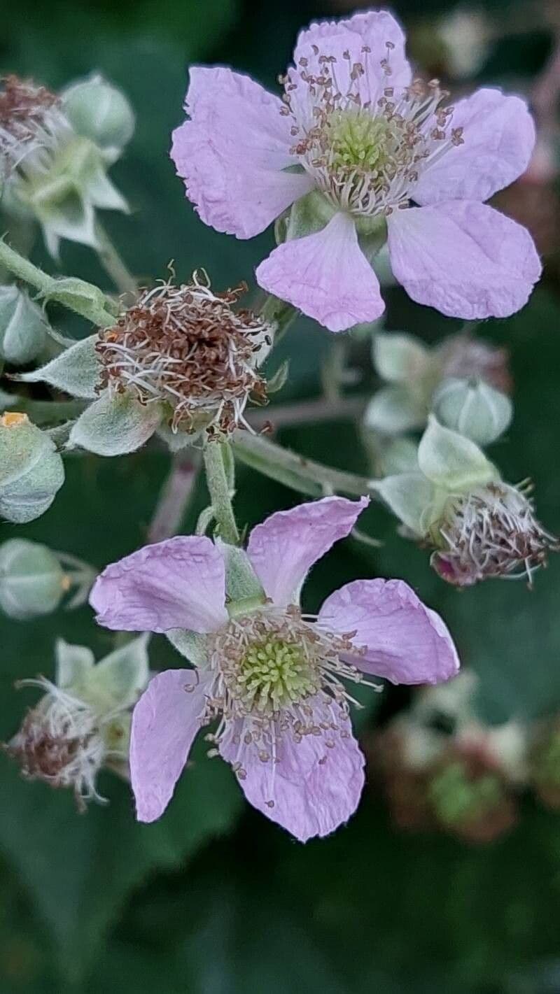 Rubus elegantispinosus