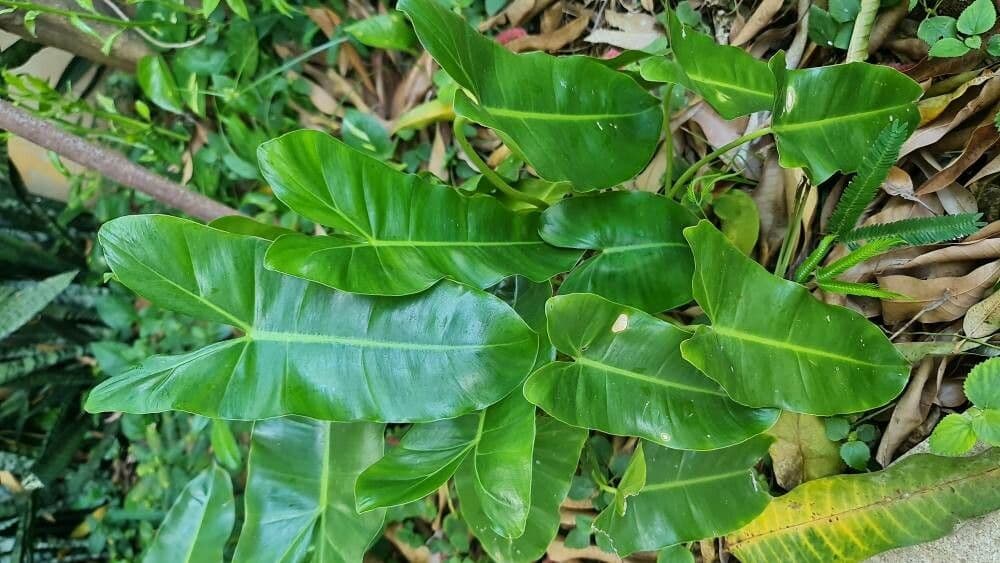 Philodendron burle-marxii