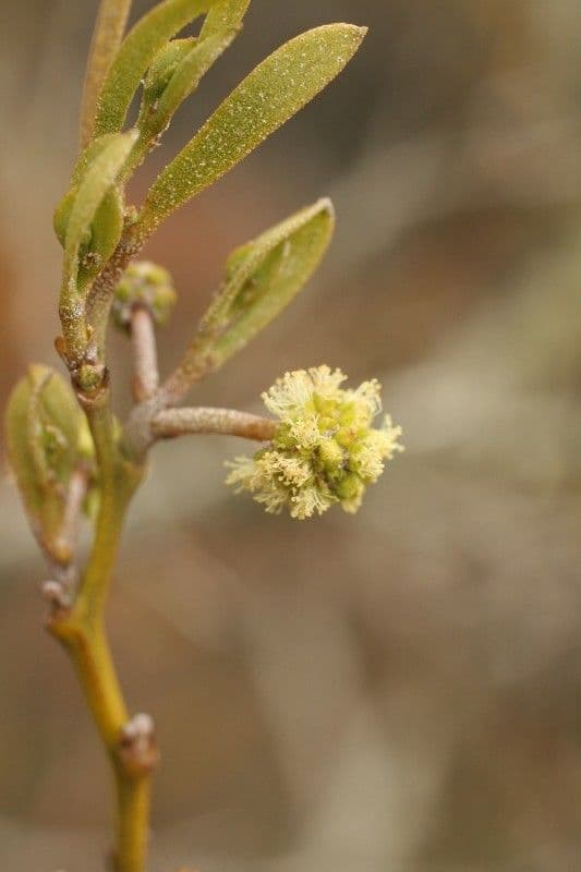 Acacia heterophylla