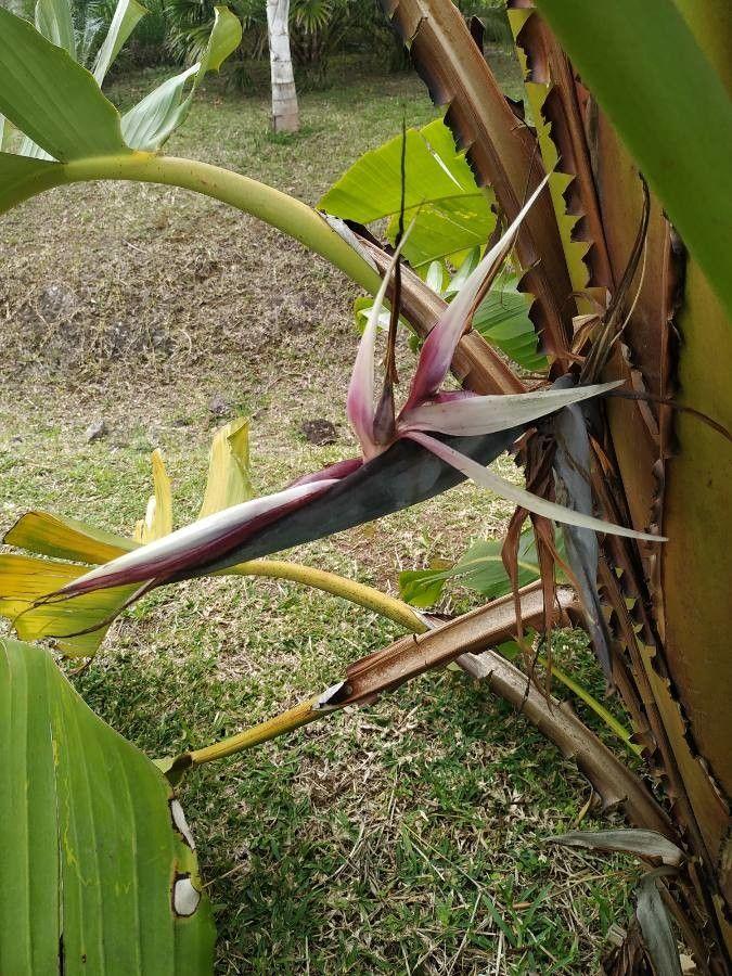 Strelitzia nicolai