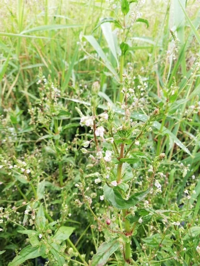 Veronica catenata