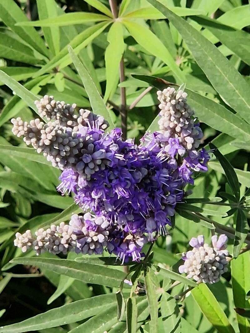 Vitex agnus-castus