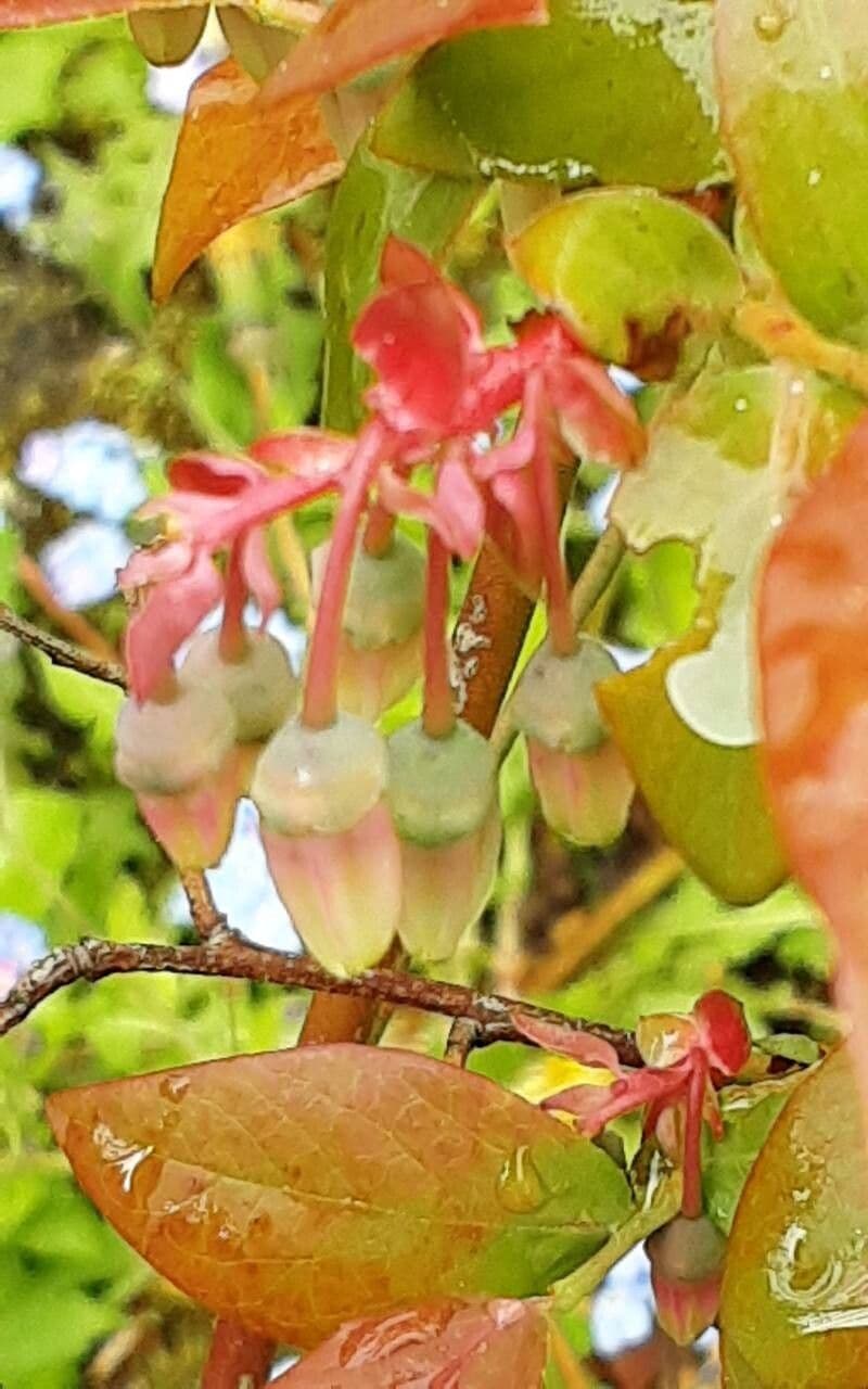 Vaccinium angustifolium