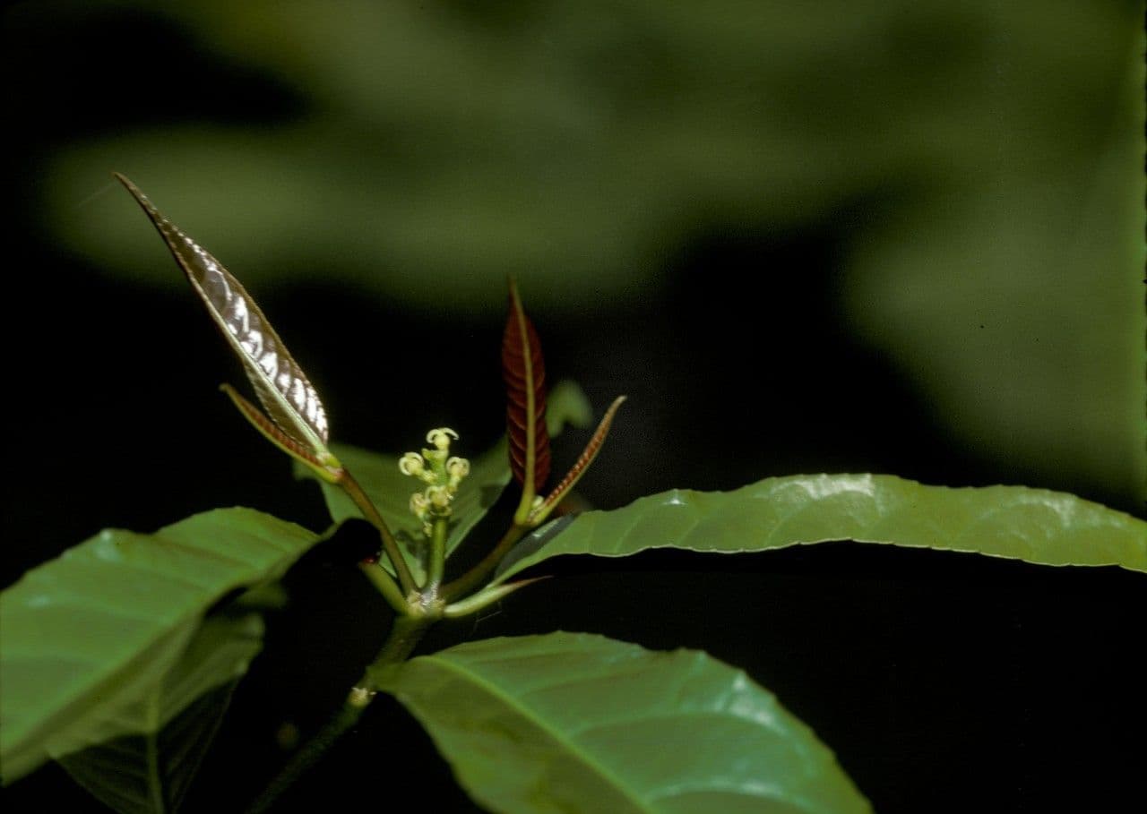 Excoecaria cochinchinensis