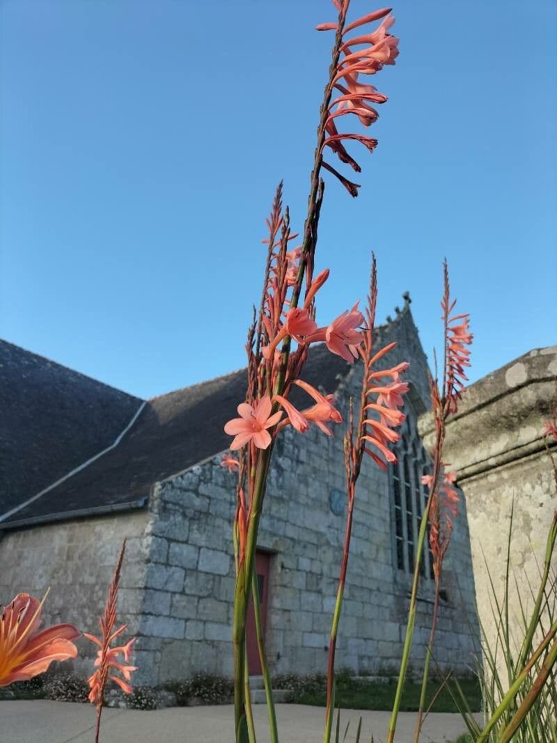 Watsonia meriana