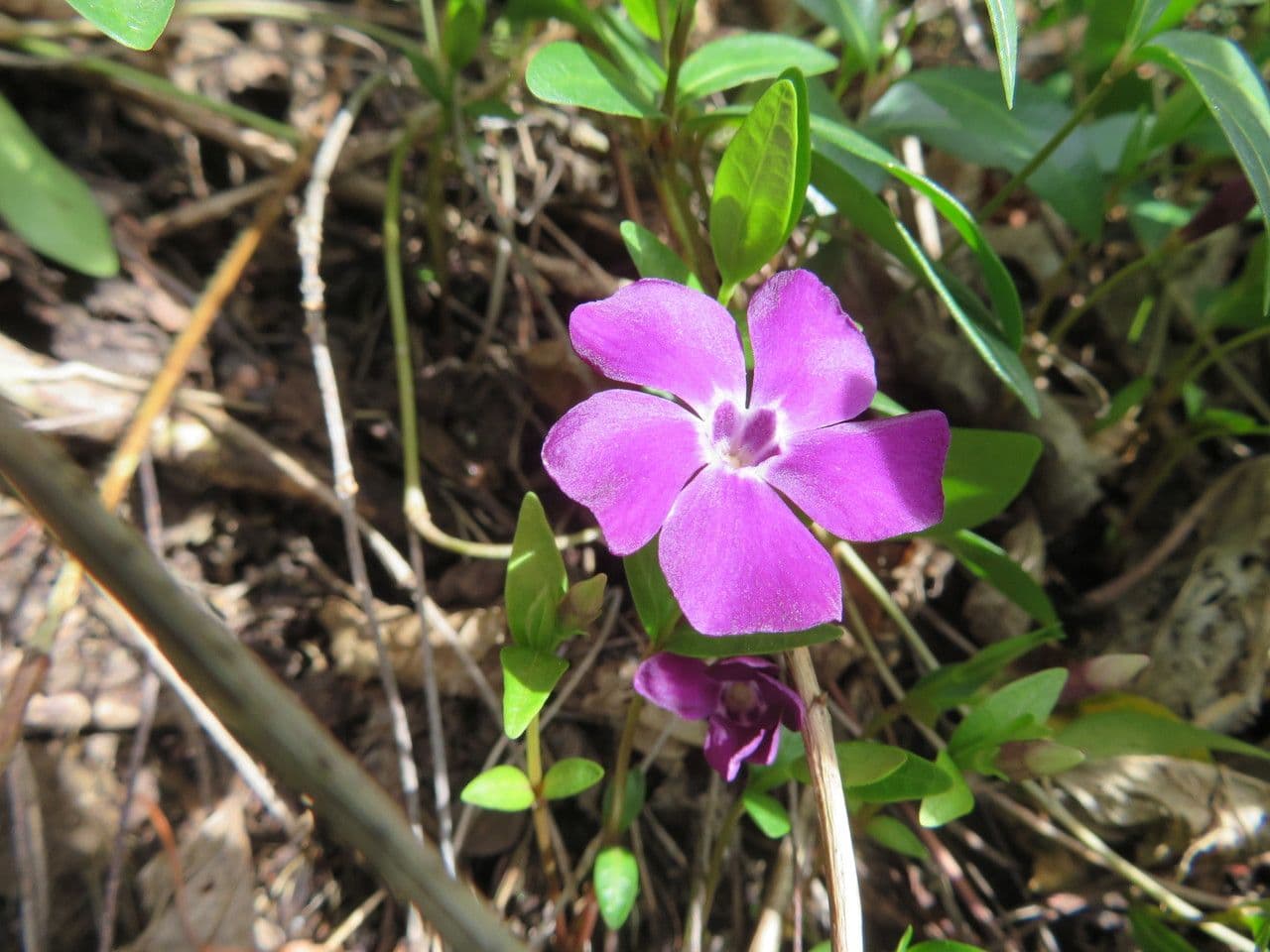 Vinca minor