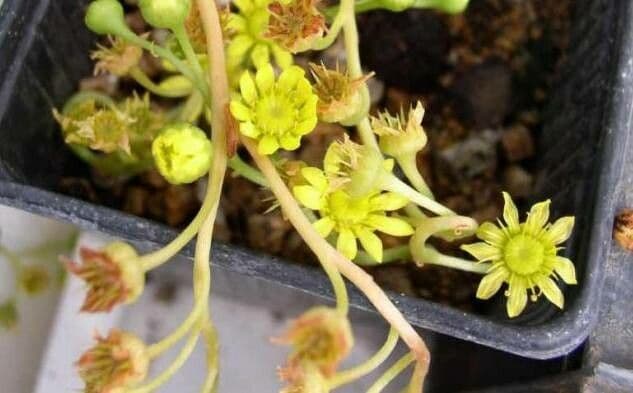 Aeonium sedifolium