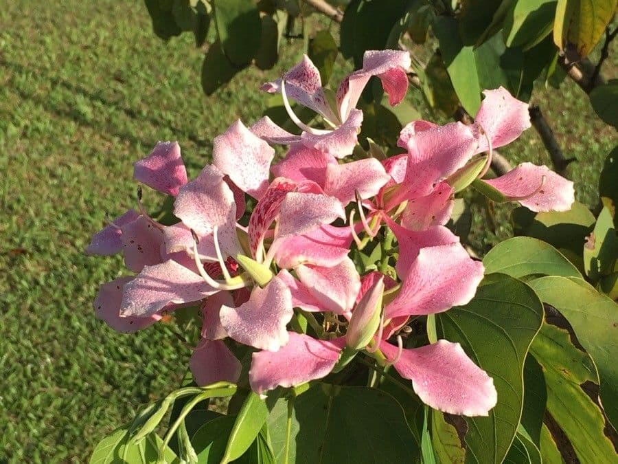 Bauhinia monandra