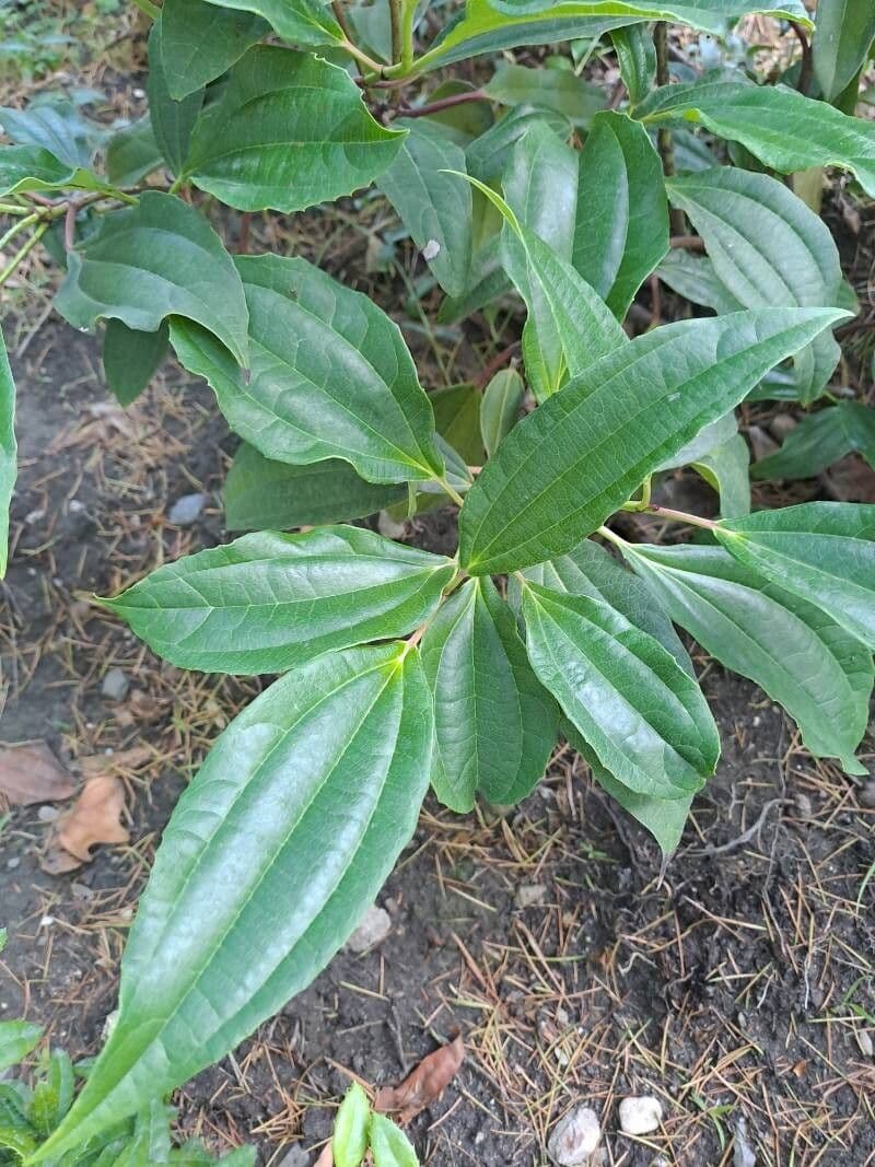 Viburnum davidii