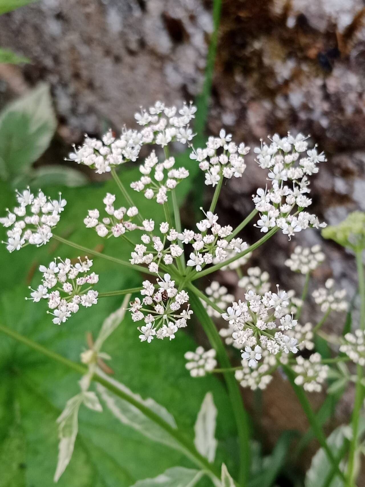 Aegopodium podagraria