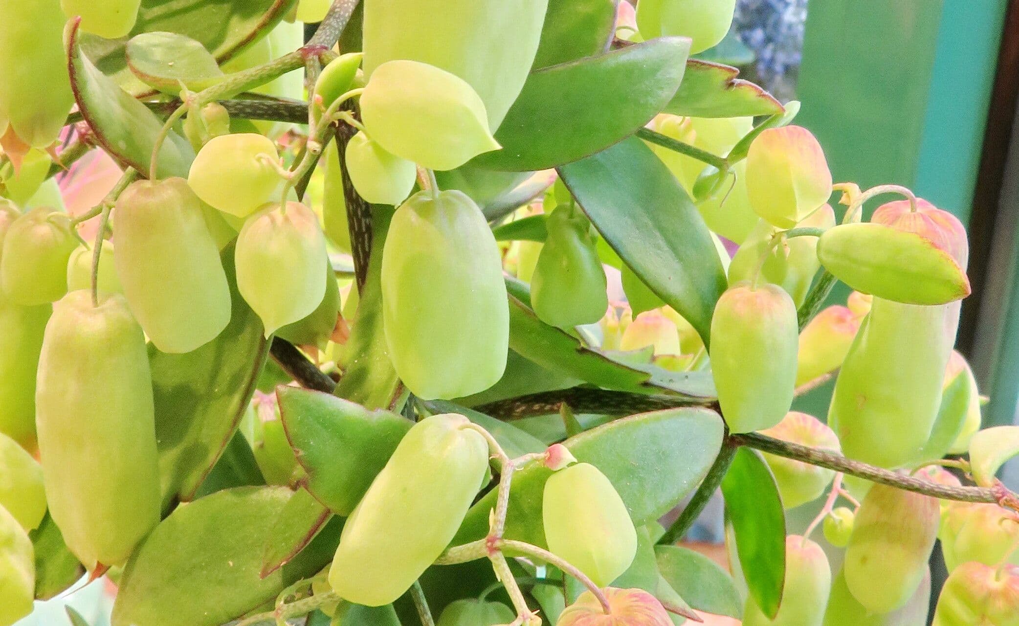 Kalanchoe pinnata