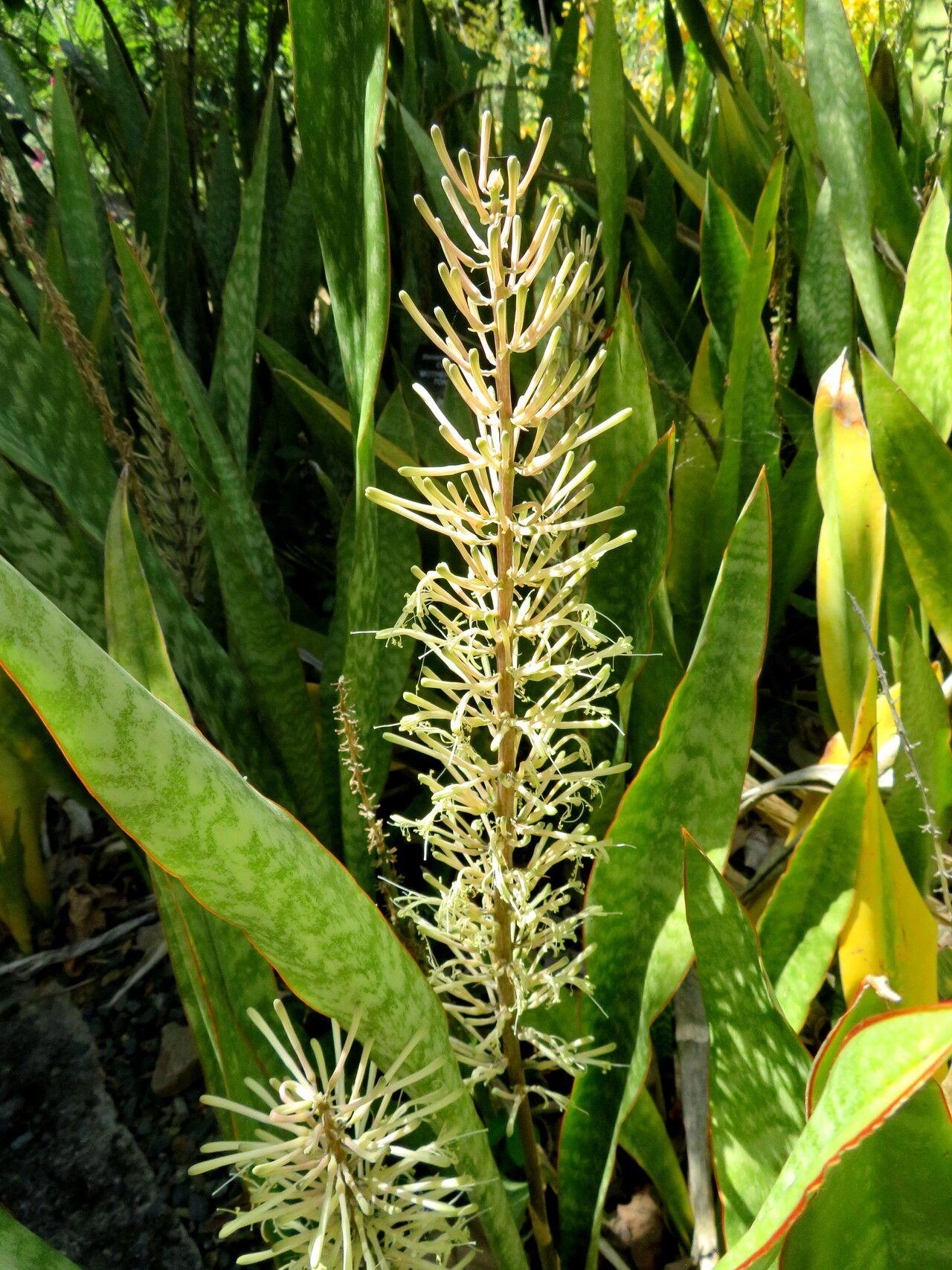 Dracaena hyacinthoides