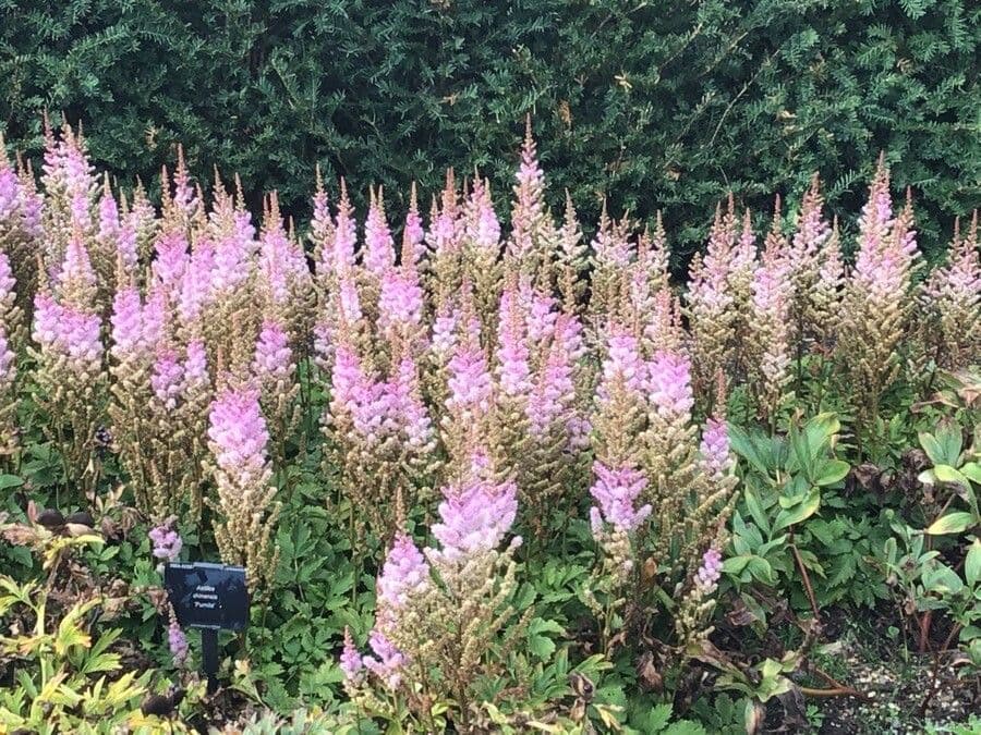 Astilbe rubra