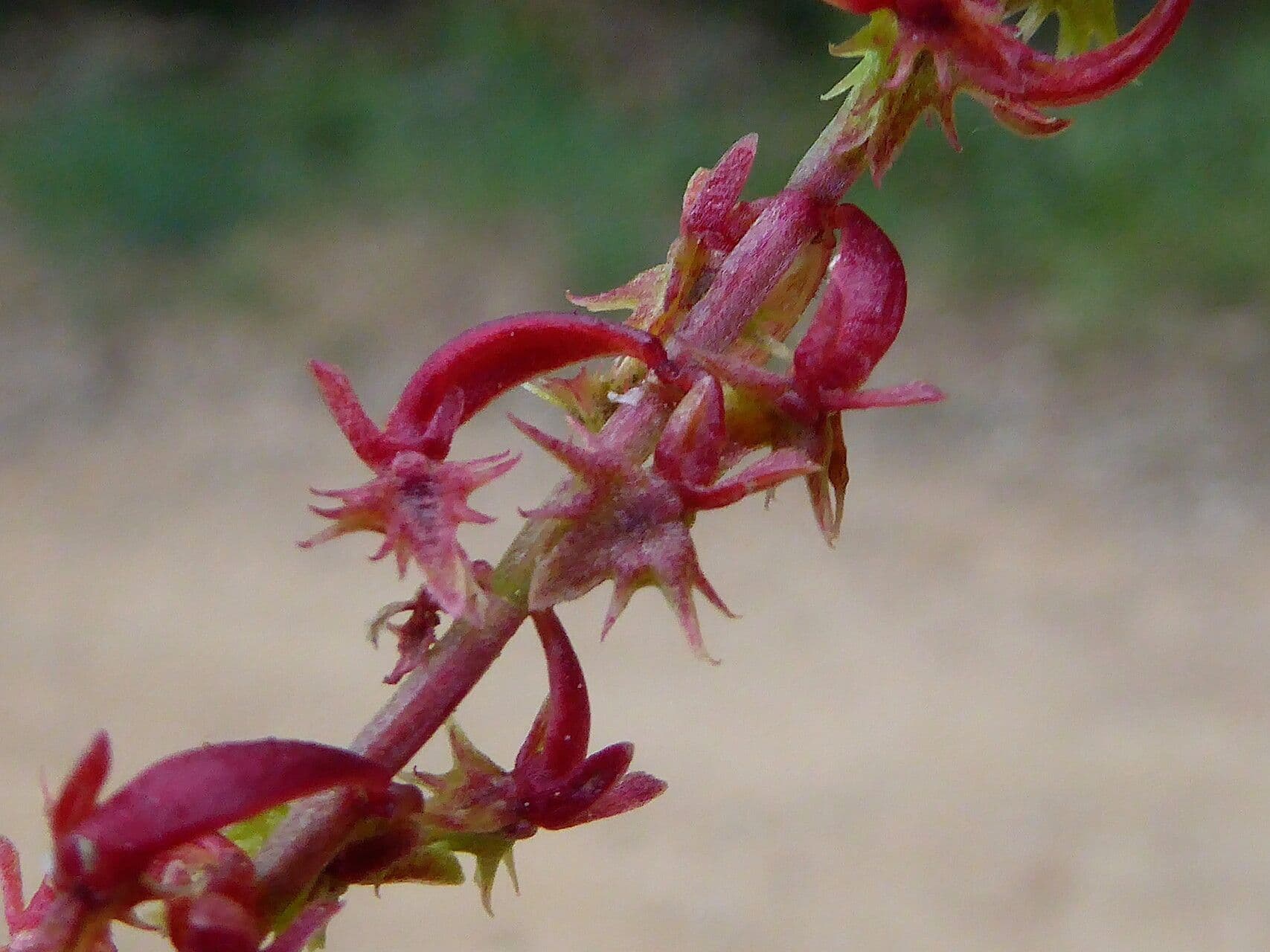 Rumex bucephalophorus