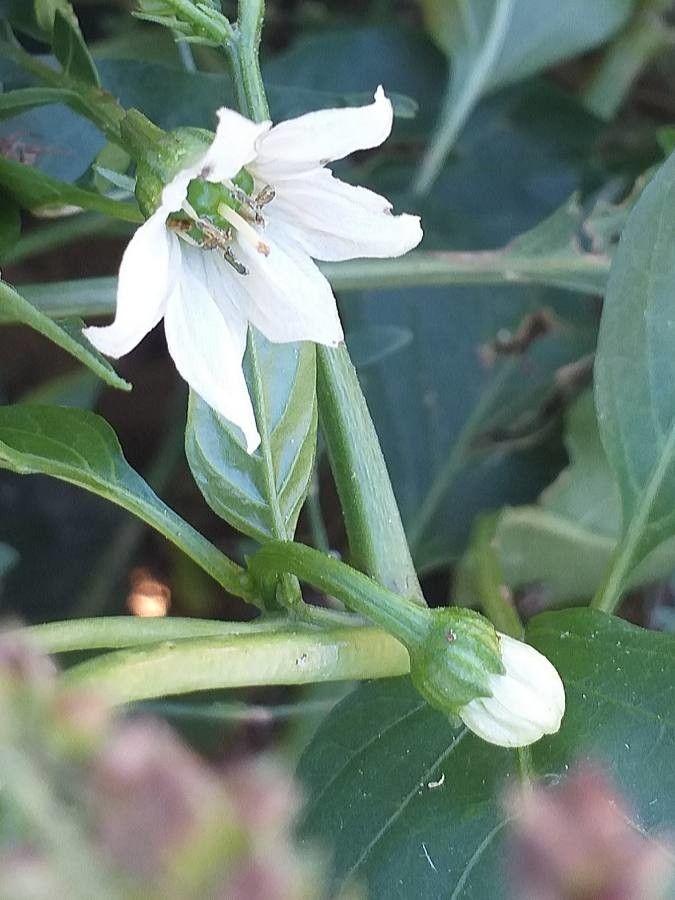 Capsicum annuum