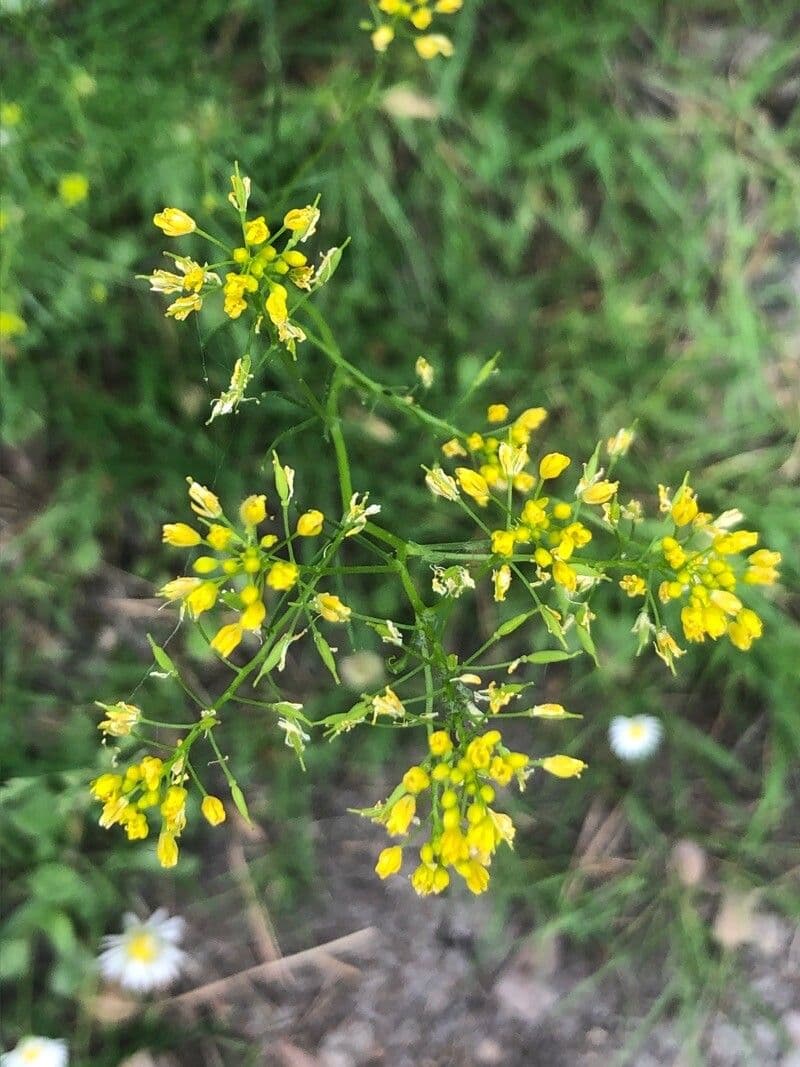 Rorippa pyrenaica