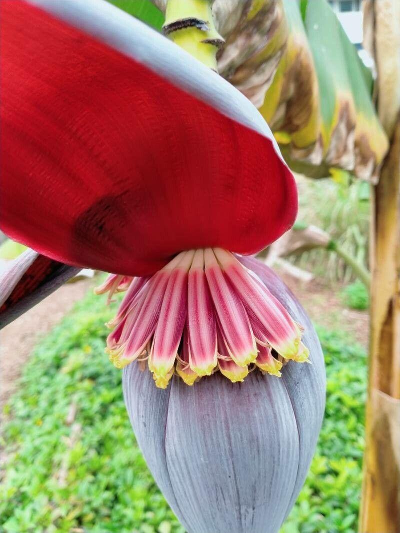 Musa acuminata