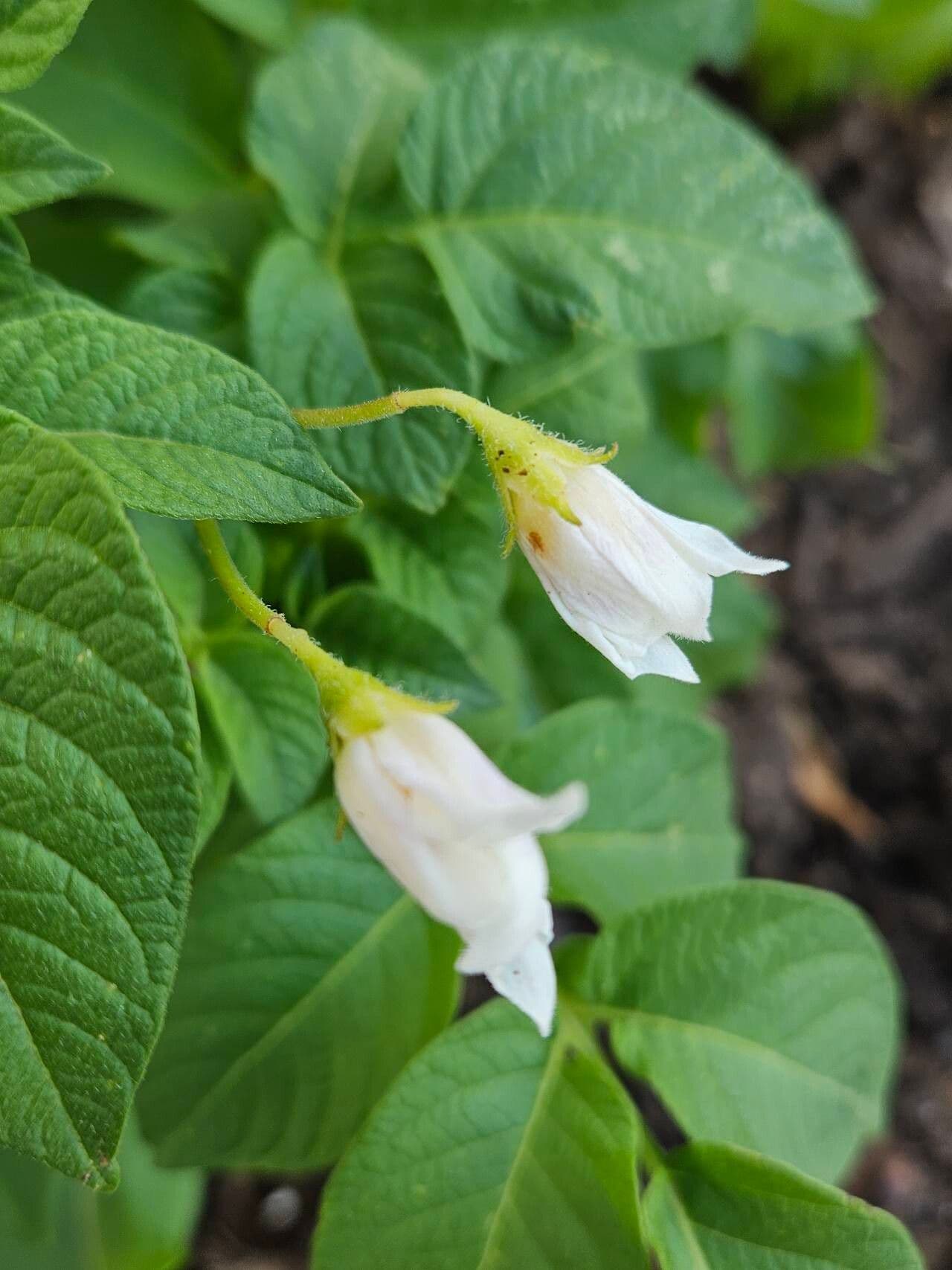 Solanum tuberosum