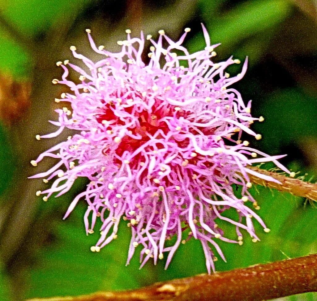 Mimosa pudica