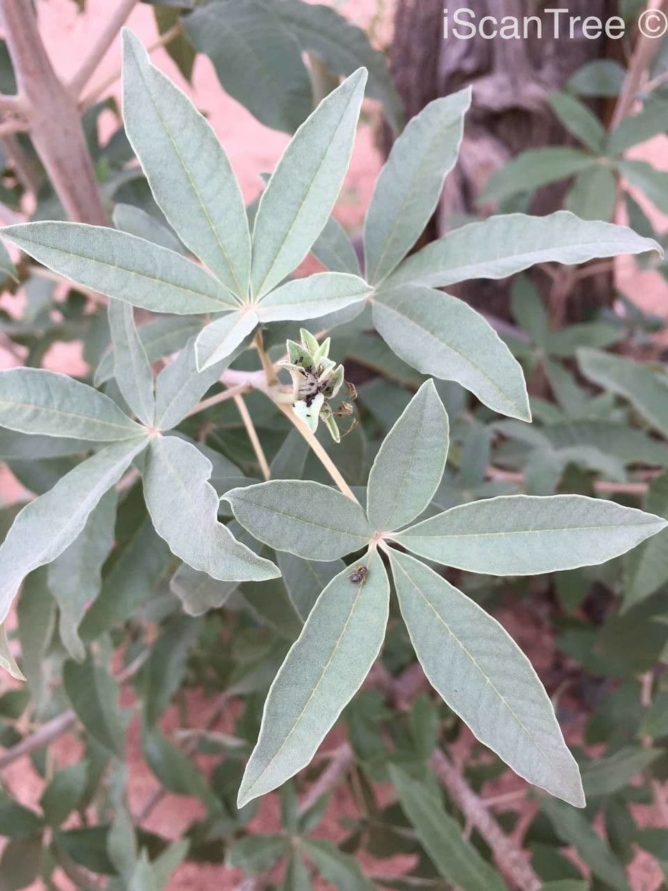 Vitex zeyheri