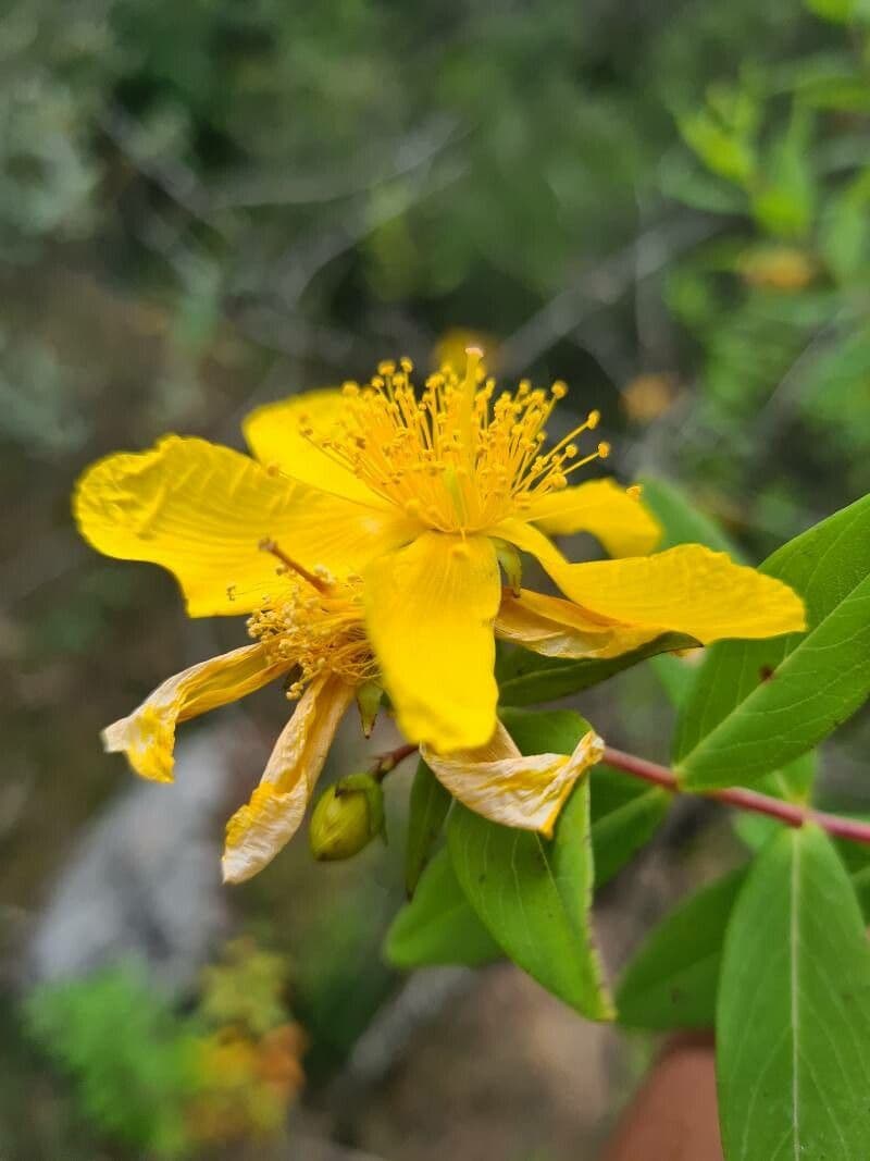 Hypericum canariense