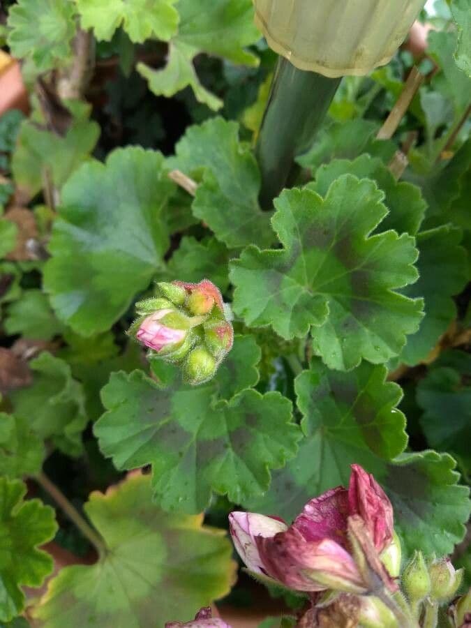 Pelargonium zonale