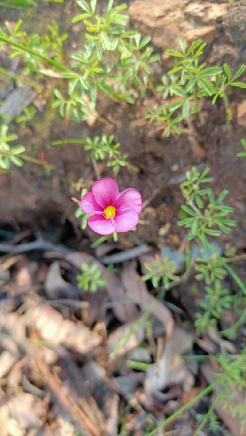 Oxalis purpurea