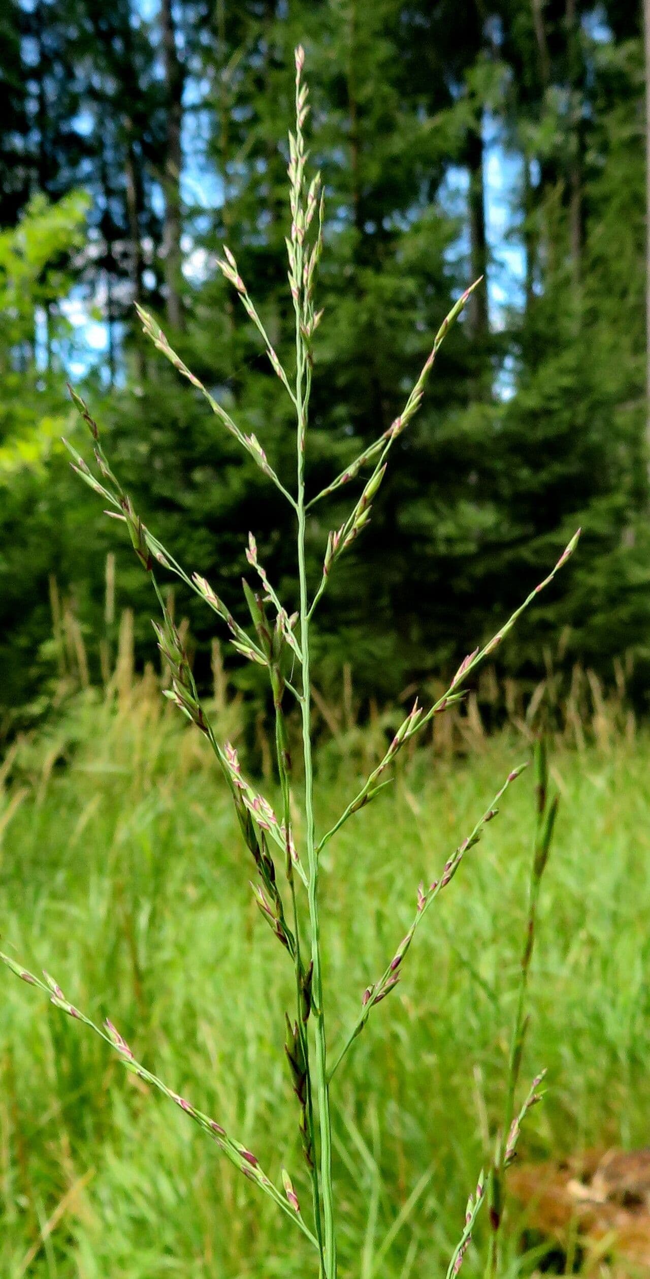 Glyceria maxima