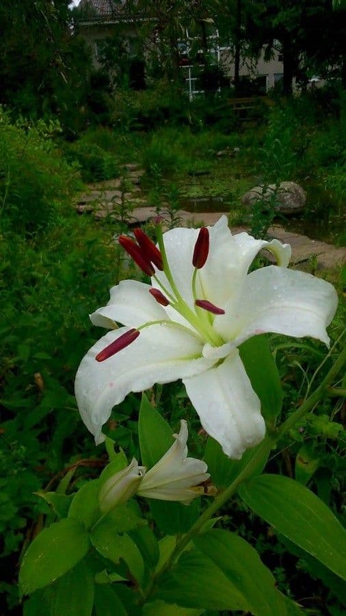 Lilium candidum