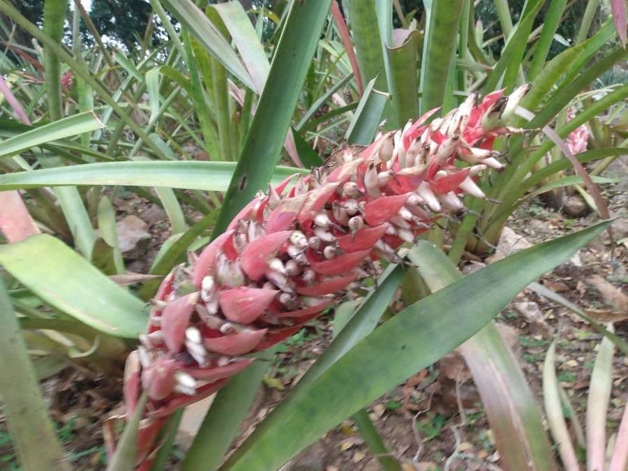 Bromelia karatas