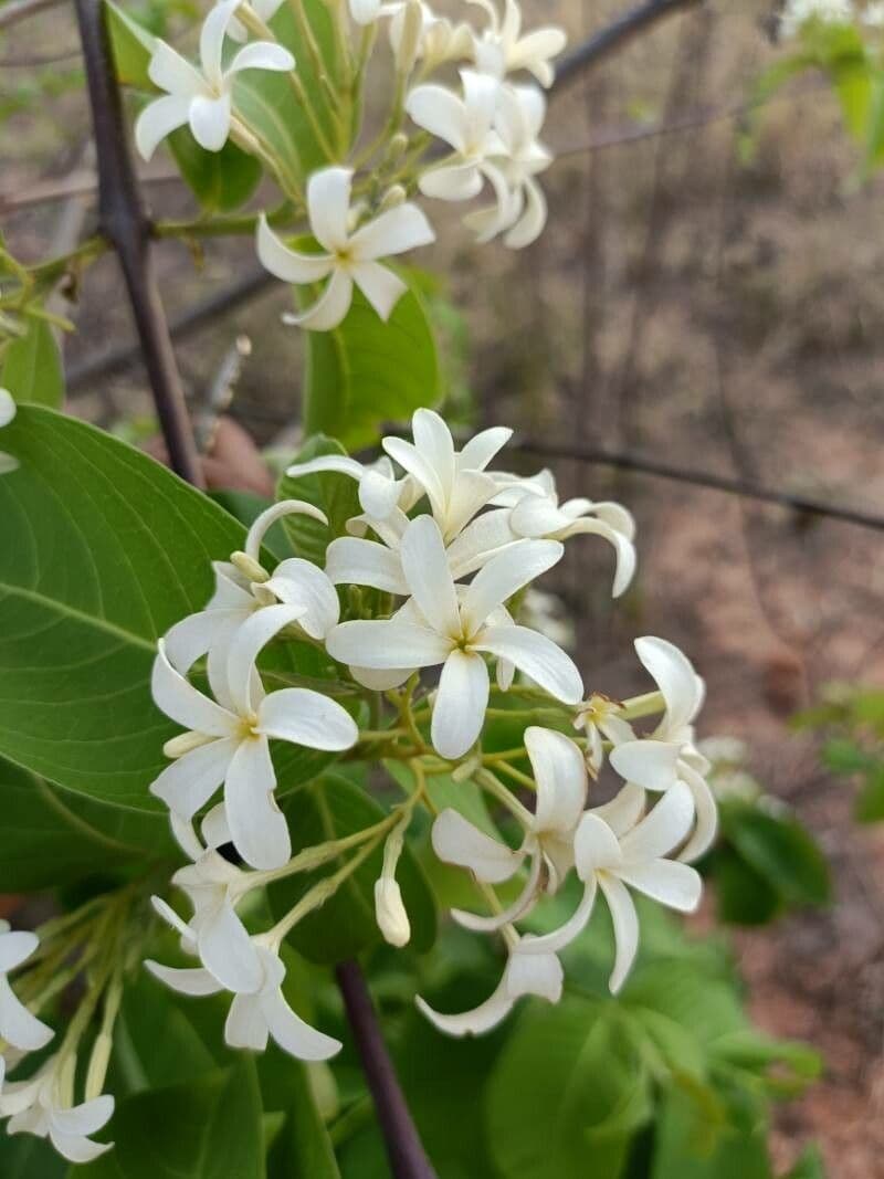 Holarrhena pubescens