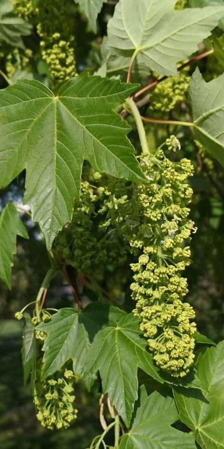 Acer pseudoplatanus