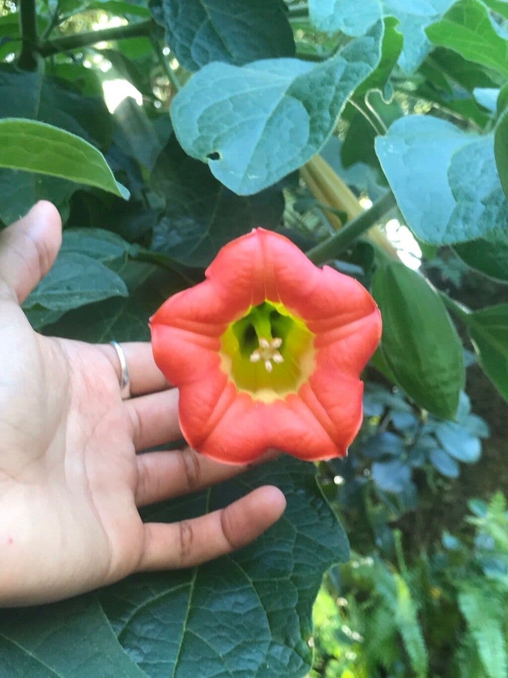 Brugmansia sanguinea