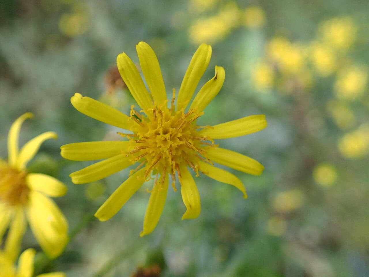 Jacobaea erratica