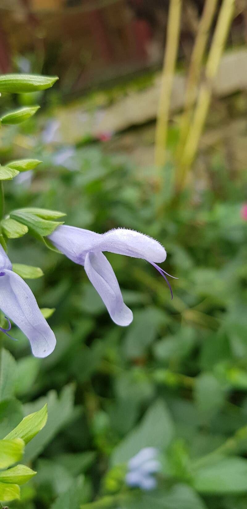 Salvia guaranitica