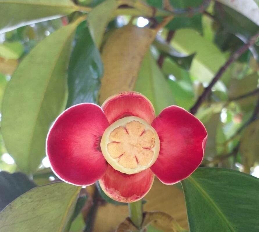 Garcinia mangostana