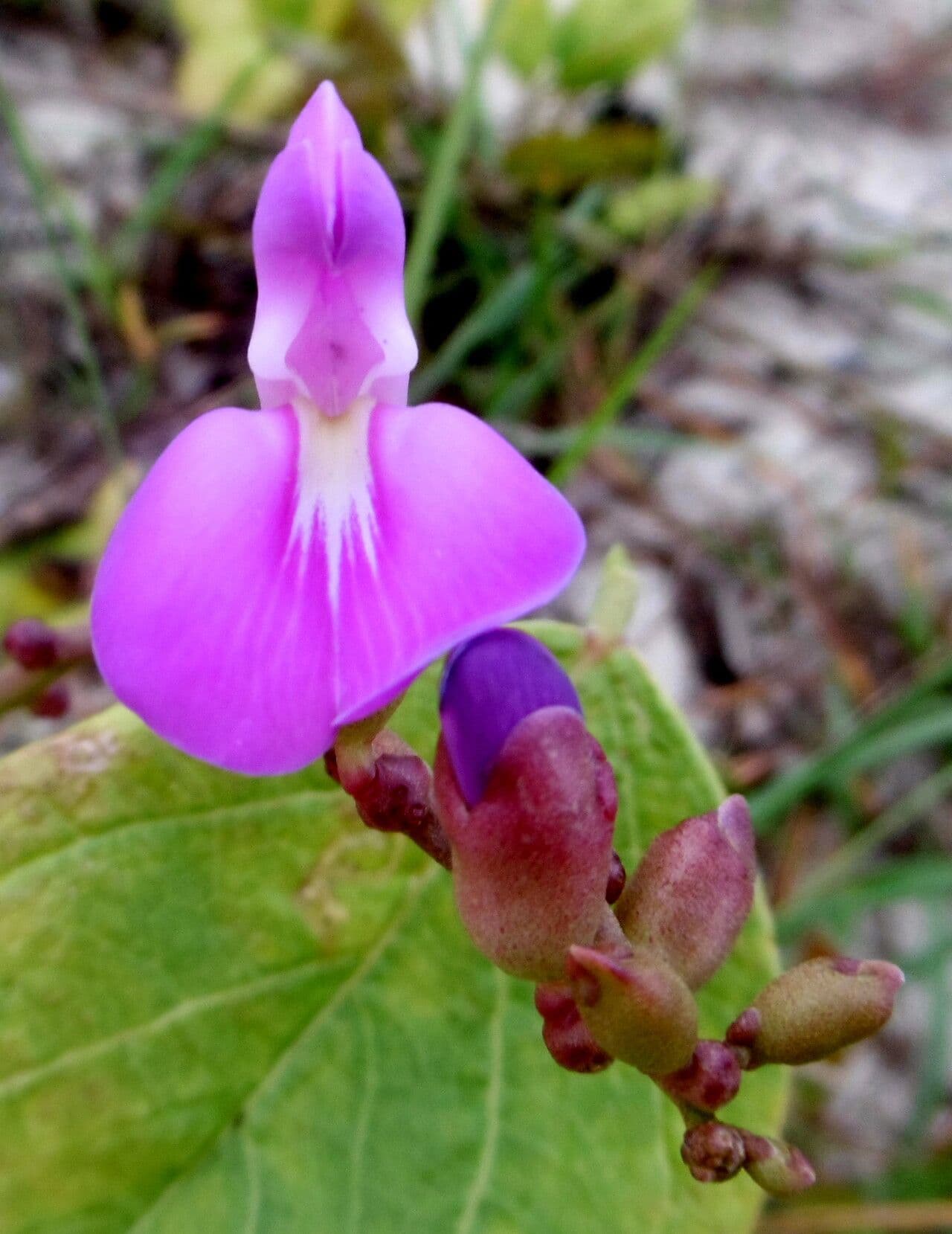 Canavalia rosea