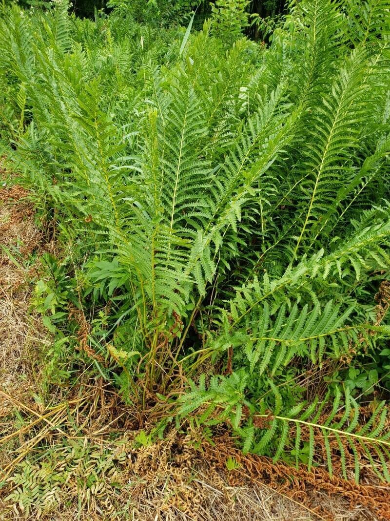 Osmundastrum cinnamomeum