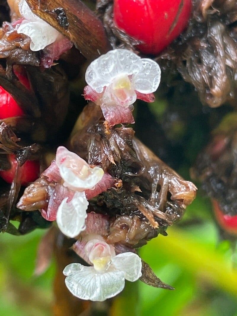 Phrynium pubinerve